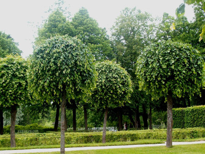 декоративные лиственные деревья