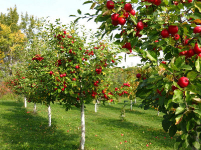 Плодово-ягодные деревья и кустарники саженцы купить