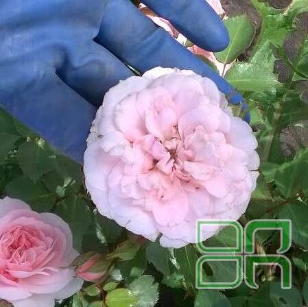 Роза почвопокровная "Боника 82" / Rosa miniature "Bonica 82"
